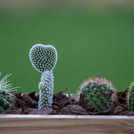 Guestready - Catorze De Outubro 427 公寓